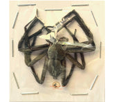 Spider sp.15 (Malaysia)